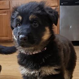 German Shepherd Puppies from Circle Oaks Shepherds