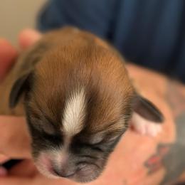 Henry - Brindle male Lhasa Apso puppy in Fort Worth, Texas from Cynthia's Lhasa Apsos