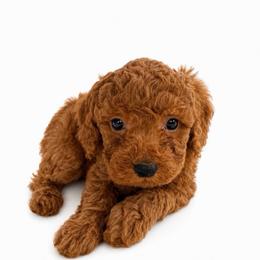 Ollie - Red  male Goldendoodle puppy in Warrensburg, Missouri from Supreme Doodles