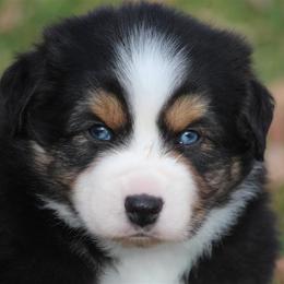 Australian Shepherd and Miniature Australian Shepherd Puppies from Canyon Creek Aussies
