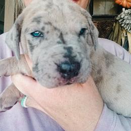 Great Dane Puppies from Pepper Mae Danes
