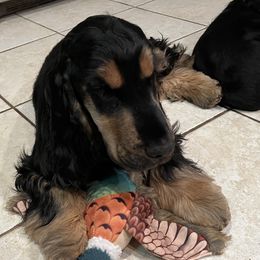 English Cocker Spaniel Puppies from Spring Run English Cocker Spaniels