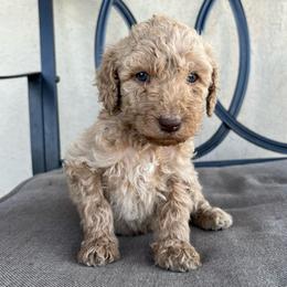 Alder - Apricot male Poodle puppy in Tucson, Arizona from Desert Doodles + Poodles