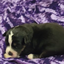 "Ready December 21st" Toy Australian Shepherd Puppies from Casual Country