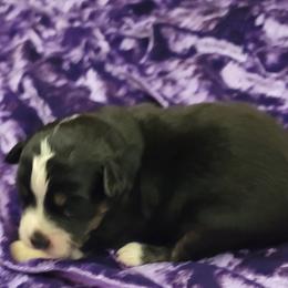 "Ready December 21st" Toy Australian Shepherd Puppies from Casual Country