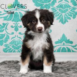 Tidbit - Red tri-color male Miniature American Shepherd puppy in Carlisle, Pennsylvania from 4 Clovers Kennel