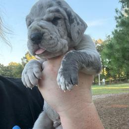 Green collar - Merle male Great Dane puppy in Tyler, Texas from Blessed By Danes