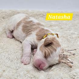 Natasha - Red female Bernedoodle puppy in Neillsville, Wisconsin from Granton Creek