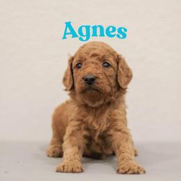 Agnes - Red  female Goldendoodle puppy in College Station, Texas from Em & El Doodles