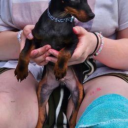 Boy 3 - Manchester Terrier puppy from Spirit Kennels
