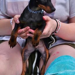 Boy 3 - Manchester Terrier puppy from Spirit Kennels