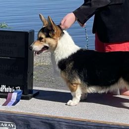 Ruby - Pembroke Welsh Corgi