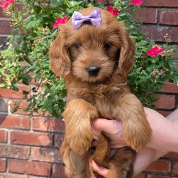 Bella - Red  female Goldendoodle puppy in Little Rock, Arkansas from Adorable Mini Doodles LLC