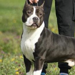 American Staffordshire Terriers and French Bulldogs from Pirouette Am Staffs and Incroyableu French Bulldogs
