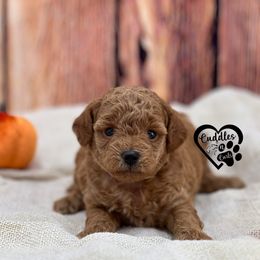 Lizzy - Apricot female Poodle puppy in Nashville, Arkansas from Cuddles n Curls