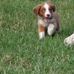 Queso - Apricot female Aussiedoodle puppy in Lithia, Florida from Waterford Doodle Farm