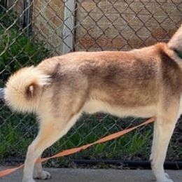 Siberian Huskies from Rusty River Huskies