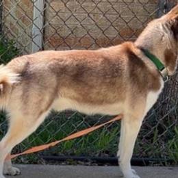 Siberian Huskies from Rusty River Huskies