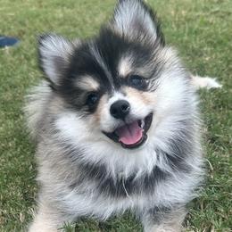 Cosmo - Tri-color male Pomsky puppy in Piedmont, South Carolina from Carolina Pomskies LLC