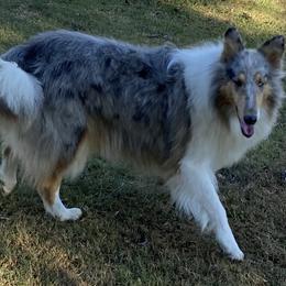 Collies from Colley Collies