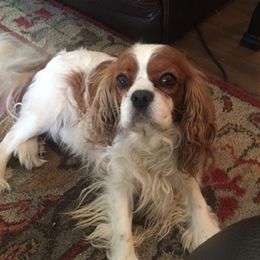 Porter - Cavalier King Charles Spaniel