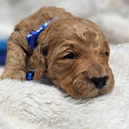 Blue Collar Nutmeg - Apricot male Goldendoodle puppy in Bonham, Texas from Happy Valley Puppies