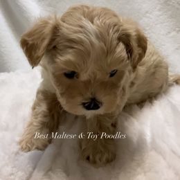 Companion Cross, Maltese, and Maltipoo Puppies from Best Maltese & Toy Poodles of Texas