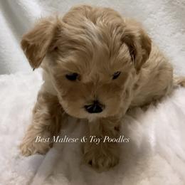 Companion Cross, Maltese, and Maltipoo Puppies from Best Maltese & Toy Poodles of Texas