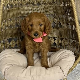 Ms. Pink - Red  female Goldendoodle puppy in Blue Springs, Missouri from Farmstead 51