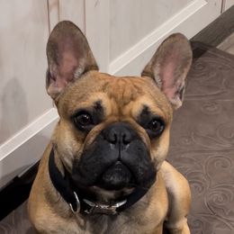 Gus - French Bulldog