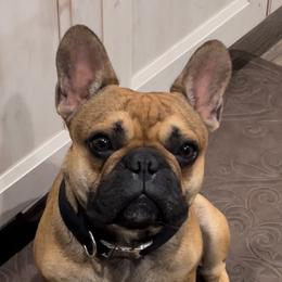 Gus - French Bulldog