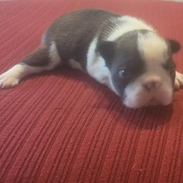 Boston Terrier Puppies from Furhill's Boston Terriers