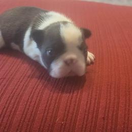 Boston Terrier Puppies from Furhill's Boston Terriers