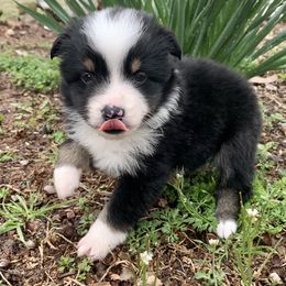 Miniature Australian Shepherd and Toy Australian Shepherd Puppies from Diamond M Toy & Mini Aussies