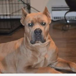 Kratos - Cane Corso