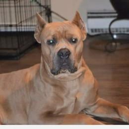 Kratos - Cane Corso