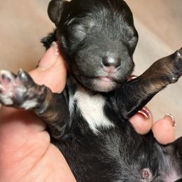 Boy 1 - Merle male Goldendoodle puppy in Saint Louis, Missouri from Jax Doodles