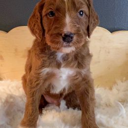 Goldendoodle Puppies from The Doting Doodle