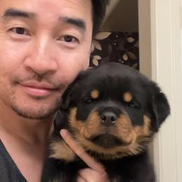 Rottweiler Puppies from Von Der Hing Rottweilers
