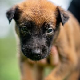 Freya - Fawn female Belgian Malinois puppy in Lincoln, Nebraska from Nebraska K9