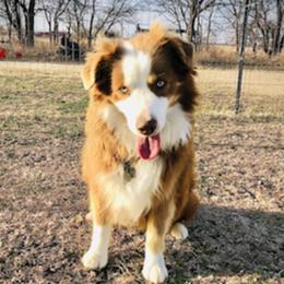 Magnum - Miniature Australian Shepherd