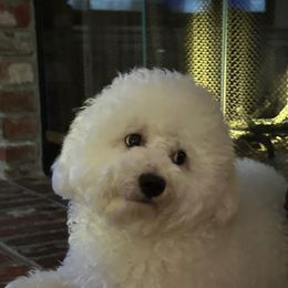 Bichon Frise Puppies from Charming Bichons