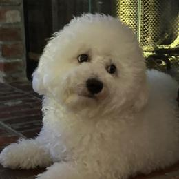 Bichon Frise Puppies from Charming Bichons