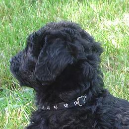 Goldendoodles from Rainbows End Puppies
