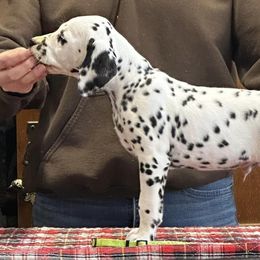 Blitzen (lime green) - Dalmatian puppy in Acampo, California from Gateway Farm Dalmatians