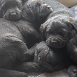 Anatolian Shepherd Dog and Labrador Retriever Puppies from Learning With Dogs