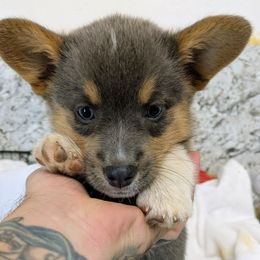 Lacy - Blue female Pembroke Welsh Corgi puppy in Lufkin, Texas from Wartooth Cowdogs