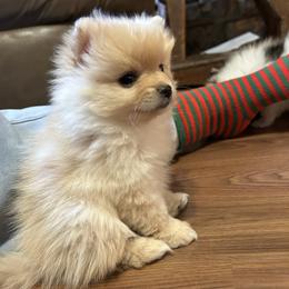 Shiny - Cream female Pomeranian puppy in Clinton, Tennessee from Liza’s Aussies & Poms