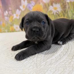 Abby- Gray- Female - Gray female Cane Corso puppy in Loogootee, Indiana from Walnut Creek Cane Corso
