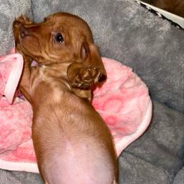 Girl 3 - Red female Dachshund puppy in Sunman, Indiana from Whitney’s Weiners